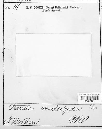 Pterula multifida image